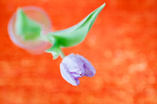 Tulip voorjaar bloem op rood en glitter — Stockfoto