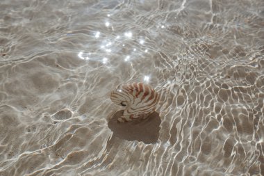 deniz dalgası, sığ dof Nautilus kabuğu