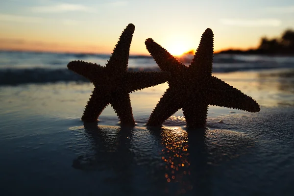 Estrela do mar estrela do mar silhueta no nascer do sol praia, rasa dof — Fotografia de Stock