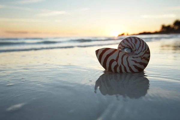 Nautilus shell en el mar, amanecer, luz oscura — Foto de Stock