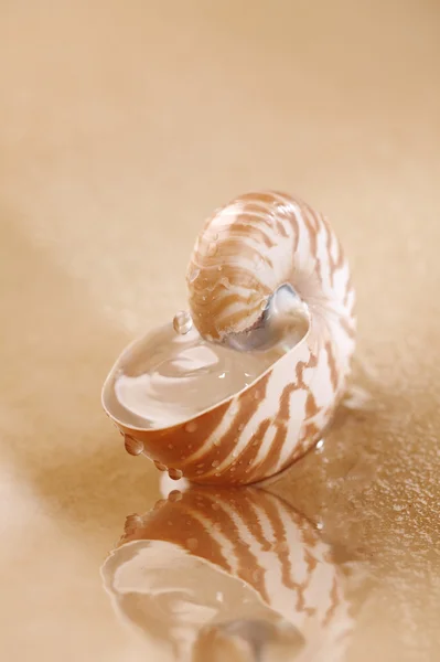 Nautilus shell full of water in sea sand