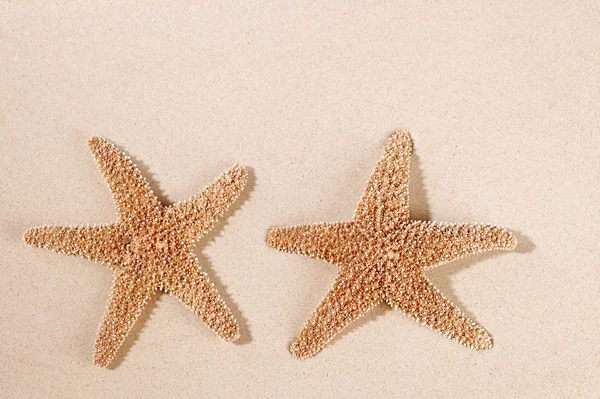 Dos estrellas de mar estrellas de mar sobre arena telón de fondo — Foto de Stock