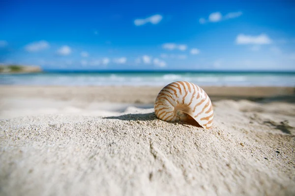 Nautilus skal med havet, stranden och marinmålning, grunt dof — Stockfoto
