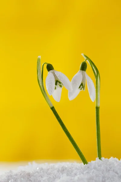 Dvě krásné sněženka květy měkké zaměření — Stock fotografie