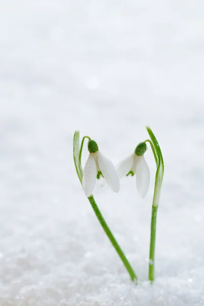 Two lovely snowdrop flowers soft focus — Stock Photo, Image