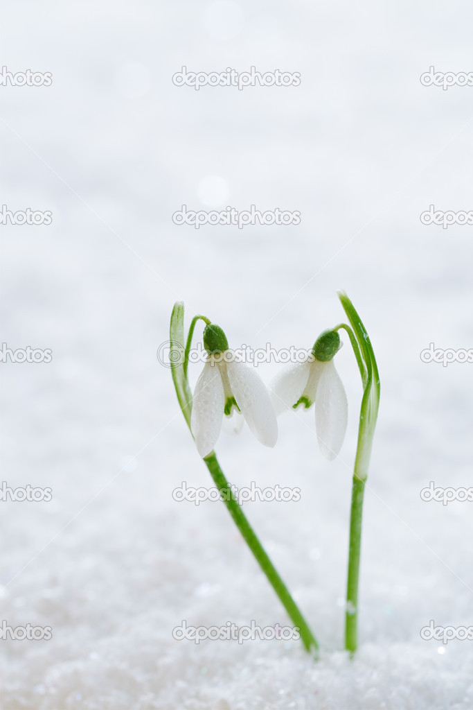 Two lovely snowdrop flowers soft focus