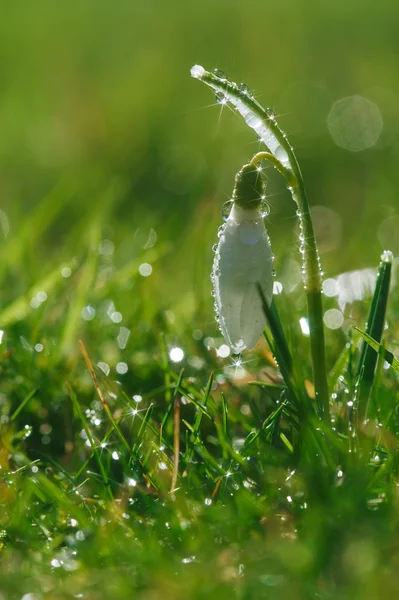 Snowdrop flower soft focus, perfect for postcard — Stock Photo, Image