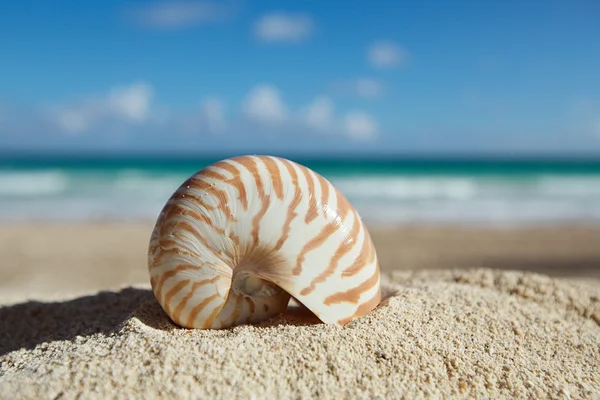 Concha de nautilus com oceano, praia e paisagem marinha, dof raso — Fotografia de Stock
