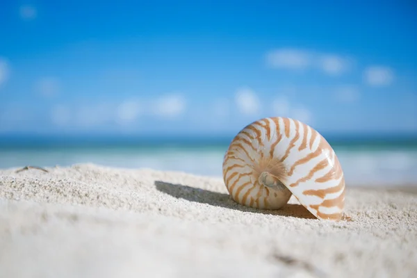 Shell Nautilus s oceánem, pláž a přímořská krajina, mělké dof — Stock fotografie