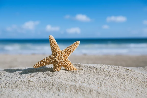 Sjöstjärna med havet, stranden och marinmålning — Stockfoto