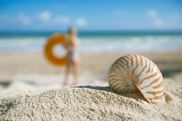 Små nautilus skal på stranden mot blå havet, grunt dof — Stockfoto