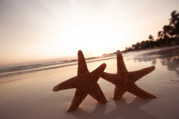 Sea star hvězdice silueta na sunrise beach, mělké dof — Stock fotografie