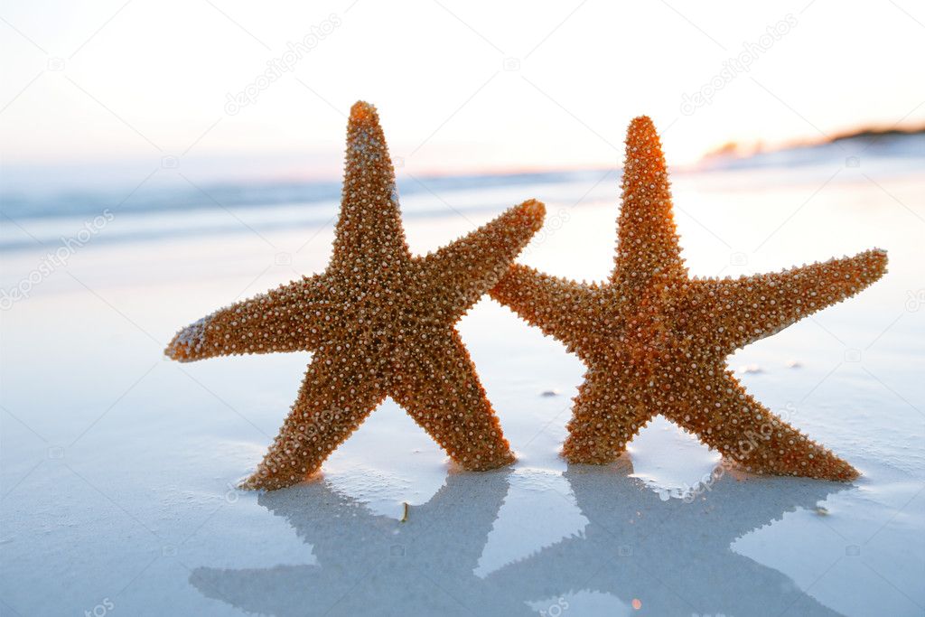 sea star starfish Silhouette on sunrise beach, shallow dof