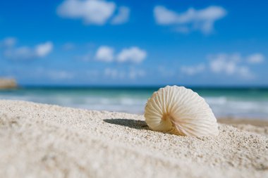 okyanus, plaj ve deniz manzarası ile kağıt nautilus kabuğu