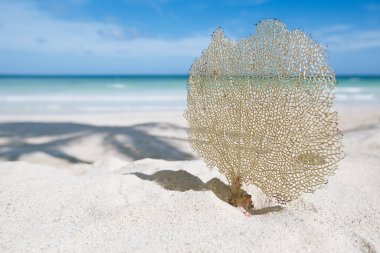 deniz eğlence ve arka plan üzerinde deniz ile güneşli bir plaj denizyıldızı