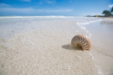 mavi deniz dalgası, sığ dof Nautilus kabuğu