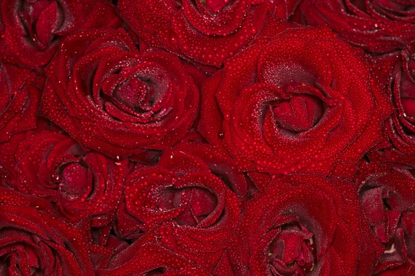 Red natural roses background with droplets — Stock Photo, Image