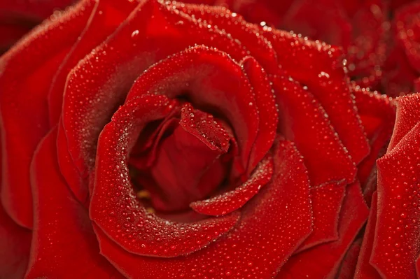 Red natural rose background with droplets — Stock Photo, Image