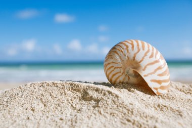 okyanus, plaj ve deniz manzarası, sığ dof Nautilus kabuğu