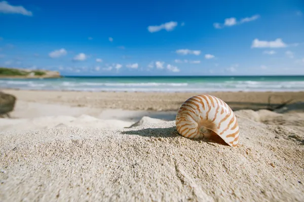 Concha de nautilus com oceano, praia e paisagem marinha, dof raso — Fotografia de Stock