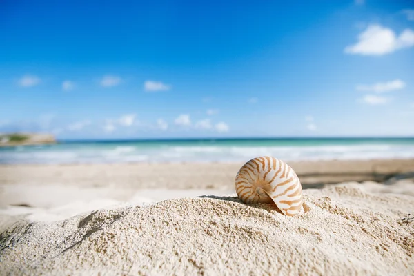 Concha nautilus con océano, playa y paisaje marino, dof poco profundo — Foto de Stock