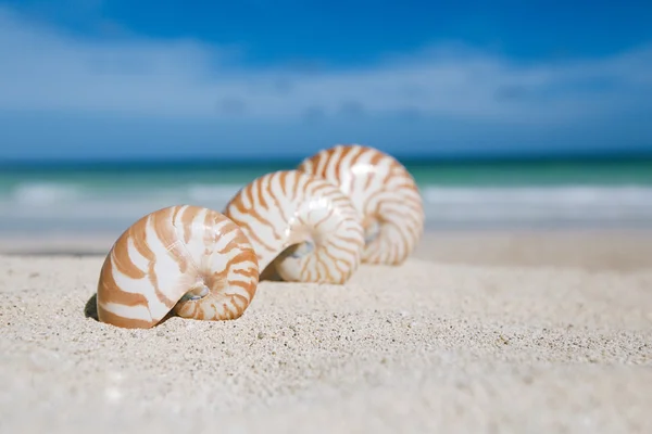 Nautilus shell with ocean , beach and seascape, shallow dof — Stock Photo, Image