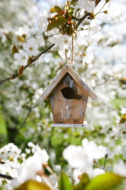 Bahar çiçeği kiraz çiçeği sakura ile küçük kuş yuvası
