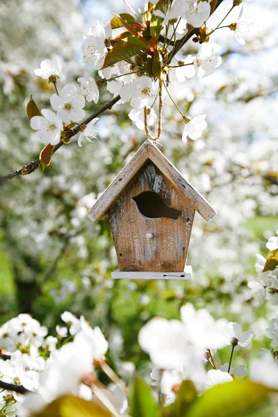 Little Birdhouse in Spring with blossom cherry flower sakura — Stock Photo, Image