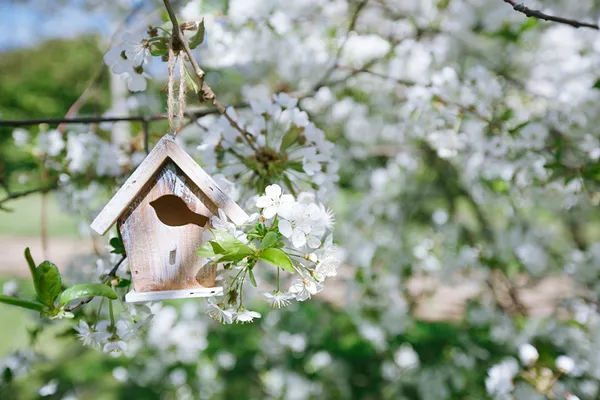 Little Birdhouse in Spring with blossom cherry flower sakura — Stock Photo, Image