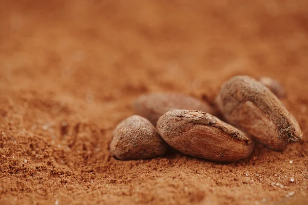 Cacao tostado granos de chocolate macro sobre fondo de cacao en polvo — Foto de Stock