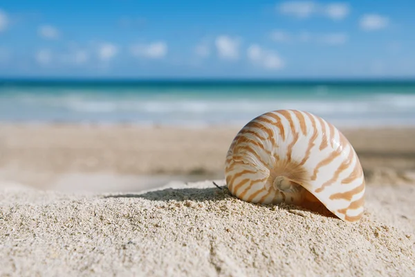 Coquille de nautilus avec océan, plage et paysage marin, dof peu profond — Photo