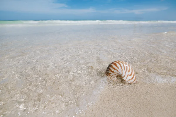 Coquille de nautilus dans la vague bleue de mer, dof peu profond — Photo