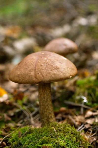 Boleto de boné marrom em uma cena florestal — Fotografia de Stock