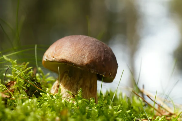 Cep cogumelo em uma cena florestal — Fotografia de Stock