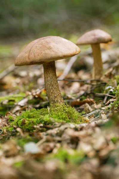 Boletus di berretto marrone in una scena di foresta — Foto Stock