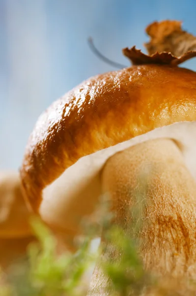 Ainda vida com cogumelos de boleto brancos macro — Fotografia de Stock
