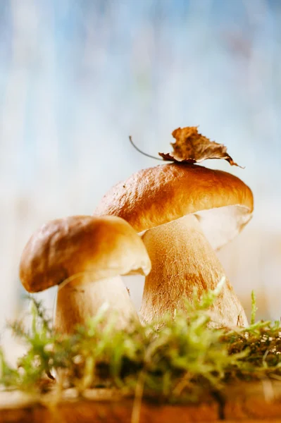 Bodegón con hongos boletus blancos macro — Foto de Stock