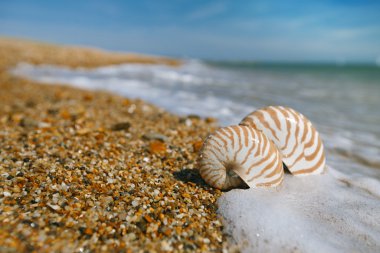 Nautilus kabuğu peblle plaj ve deniz dalgaları üzerinde