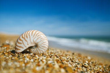 Nautilus kabuğu peblle plaj ve deniz dalgaları üzerinde