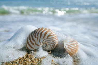 nautilus shell on peblle beach and sea waves clipart