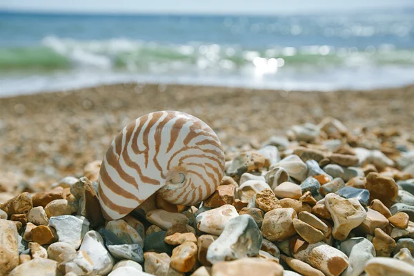 Nautilus shell on peblle beach and sea waves — Stock Photo, Image