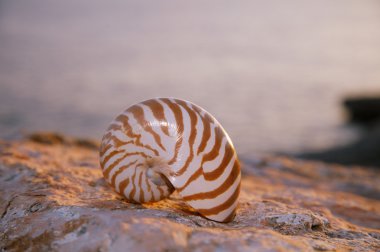 Nautilus kabuğu gündoğumu ve okyanus kum