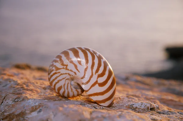 Nautilus zeeschelp op zonsopgang en oceaan zand — Stockfoto