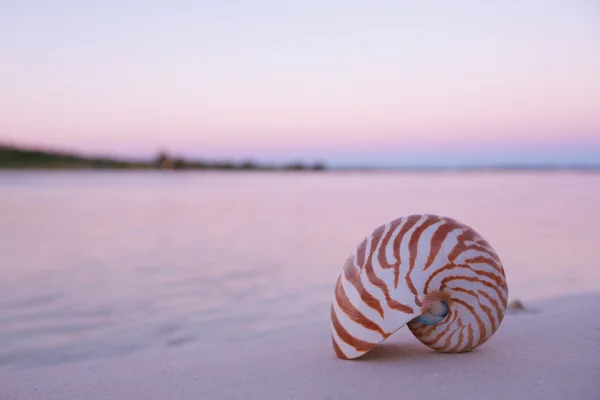Nautilus shell in the sea, sunrise, dark pink light —  Fotos de Stock