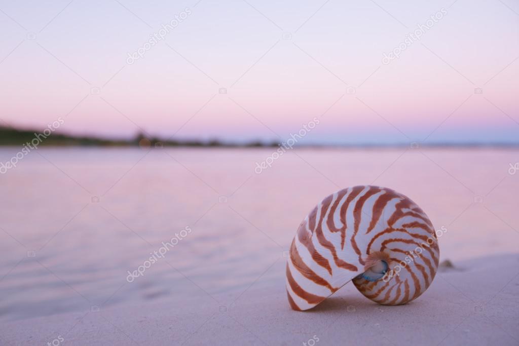 nautilus shell in the sea , sunrise, dark pink light