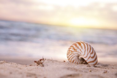 Plaj, gün doğumu ve tropikal deniz kabuğu Nautilus