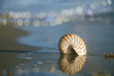 Nautilus kabuğu Plajı ve mavi denizi