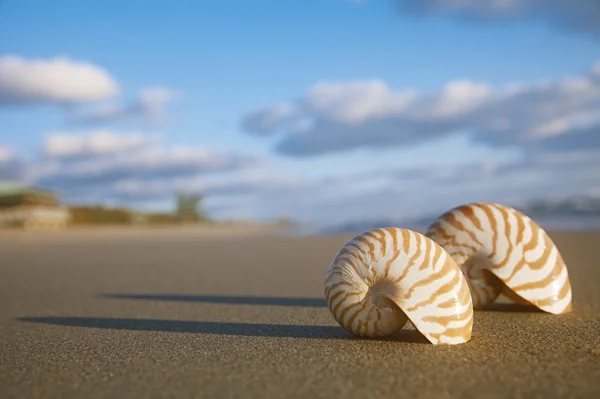 Nautilus-Muschel am Strand und blauem Meer — Stockfoto