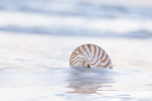 Nautilus-Muschel am Strand, blasses Sonnenaufgangslicht und tropisches Meer — Stockfoto