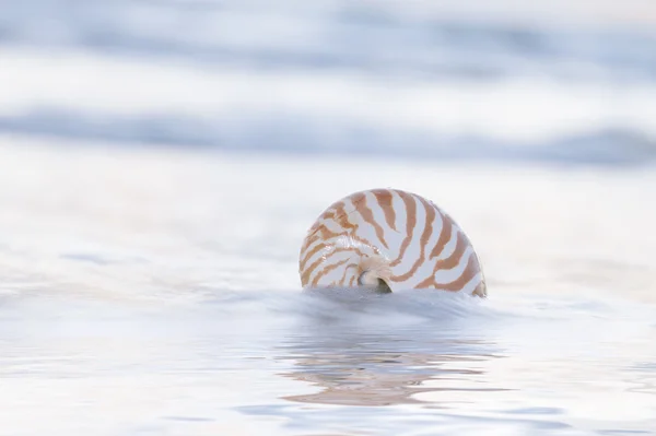 Nautilus kabuğu Plajı, soluk gündoğumu ışık ve tropik deniz — Stok fotoğraf